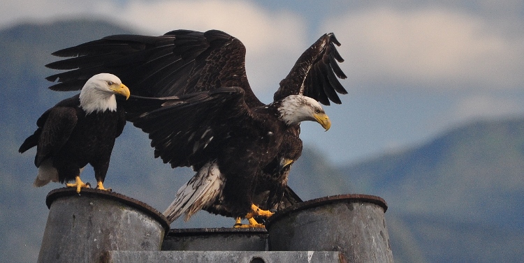 bald eagles on post